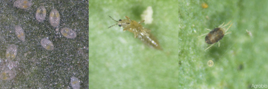 Plagas controladas por Nesidiocoris tenuis - mosca blanca, trips, araña roja y huevos de tuta