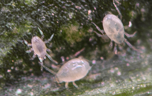 Amblydromalus limonicus