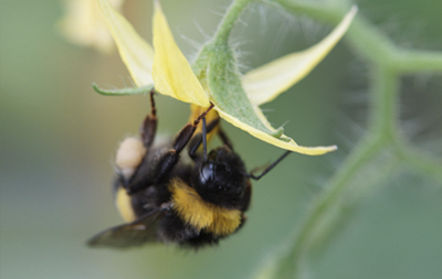Bumblebees and pollination