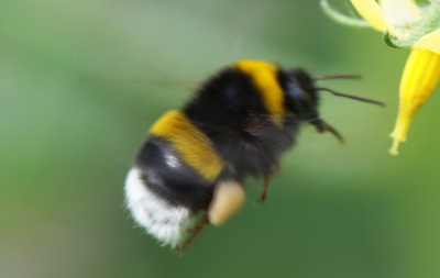 Bumblebee Species