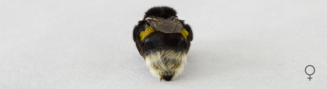 Female bumblebee