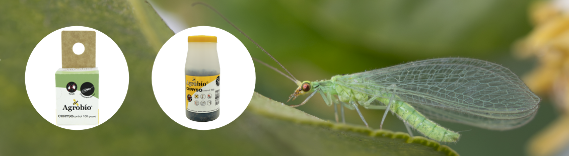 CHRYSOcontrol - Chrysoperla carnea