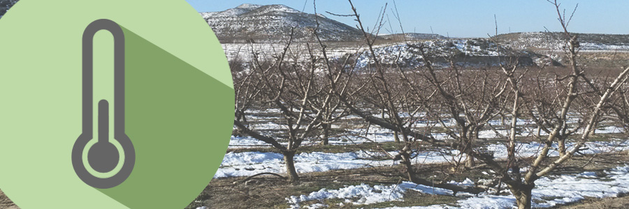 Optimiza la polinizacion a bajas temperaturas con abejorros