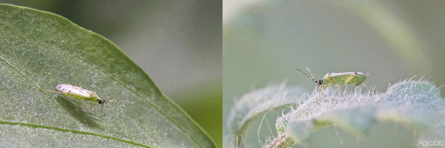 Nesidiocoris en semillero, la herramienta eficaz para el control biológico en tomate