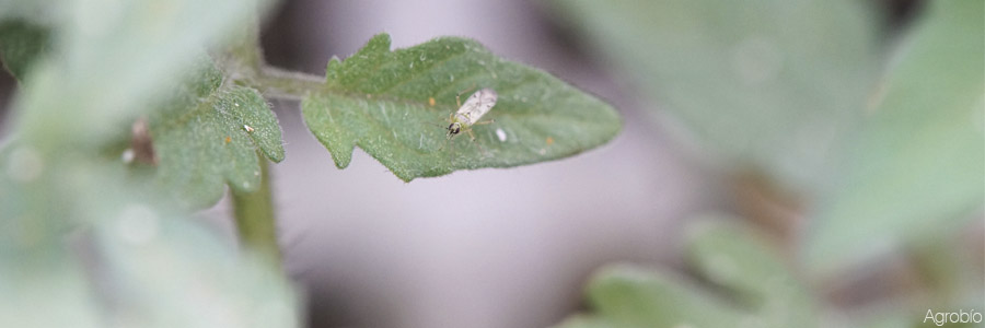 Manejo del control biológico en el cultivo de tomate.