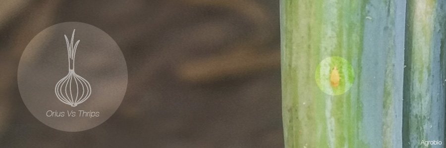 Agrobío desarrolla una estrategia eficaz de control biológico para combatir el trips de la cebolla