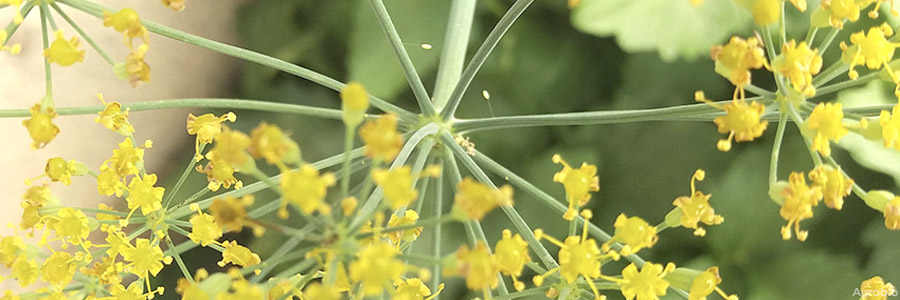 Control conservativo, hinojo para albergar crisopas en ecológico