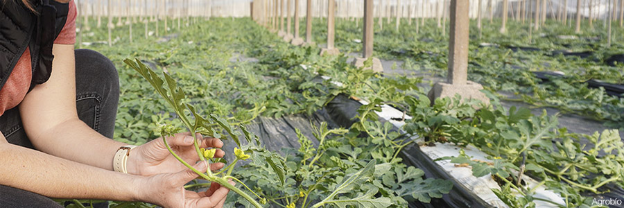 Biocontrol de plagas de primevera