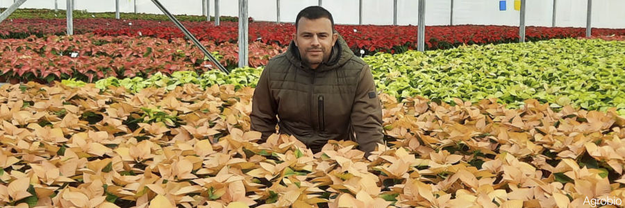 Agrobío desarrolla protocolos eficaces para el control biológico en Poinsettia