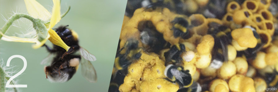 La funcion de las colmenas para la polinización con abejorros
