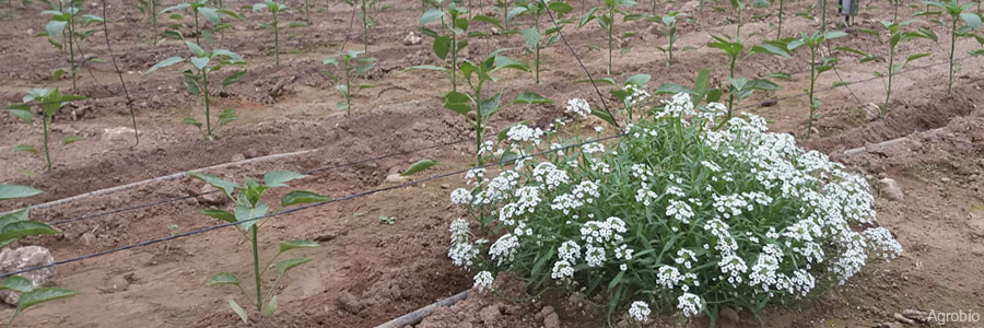 Planta control Lobularia maritima