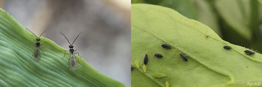 Control biológico de pulgones en cultivo ecológico