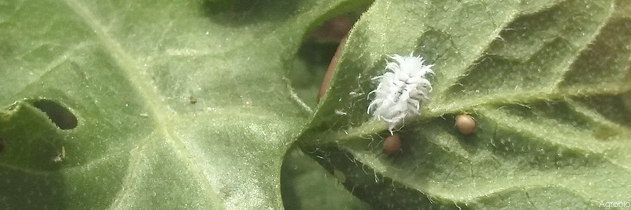 Depredadores y parasitoides para control de pulgón en sandía