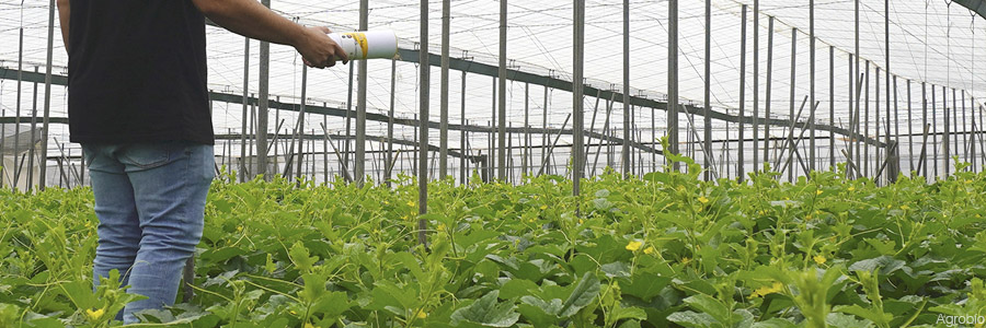 Agricultor realizando suelta de SWIRScontrol en melón amarillo para el control biológico en primavera