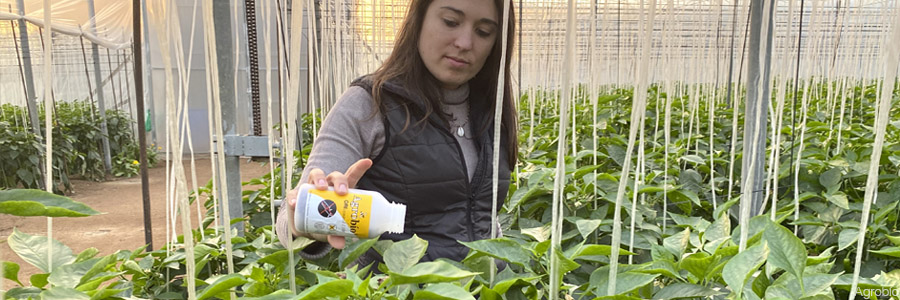 Técnico de Agrobío realizando suelta de Orius en pimiento