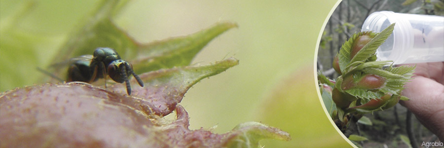 Control biológico de la avispilla del castaño con Torymus