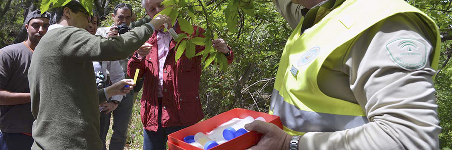 Autoridades durante la suelta de Torymus sinensis para combatir la avispilla del castaño