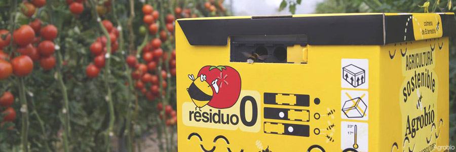 Colmena en una plantación de tomates.