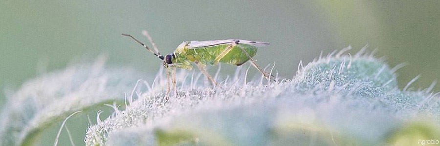 Insecto nesidiocoris tenuis, un depredador de plagas en una planta de tomate.