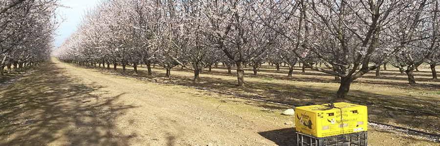 Colocación de la colmena de Agrobío en almendro