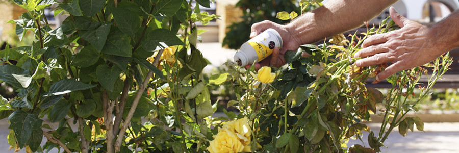 Control biológico en los jardines de Dalias