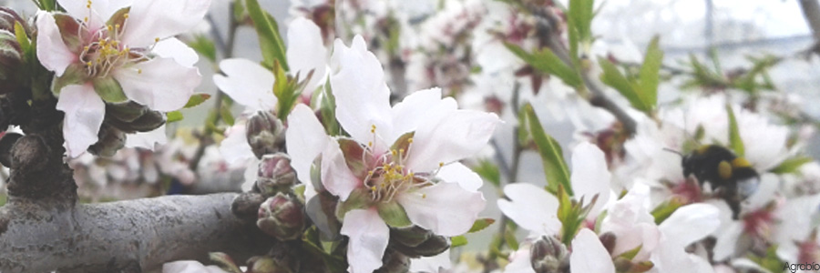 Abejorro polinizando flor de almendro