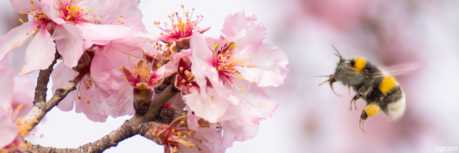Bombus polinizando almendro