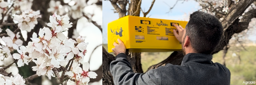 Manejo colmena AgrobíoDOUBLE en almendro