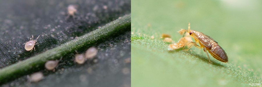 POWERmite 3.0 contra Thrips parvispinus