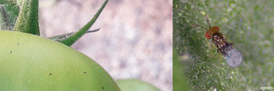 Avispilla parasitoide Trichogramma achaeae de Agrobío Avispilla parasitoide Trichogramma achaeae de Agrobío