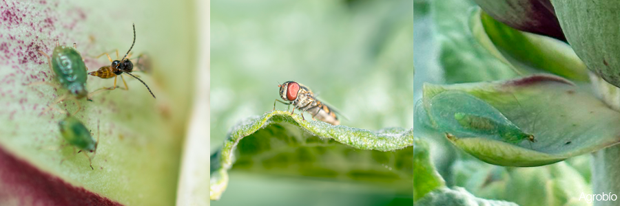 Control biológico en alcachofa