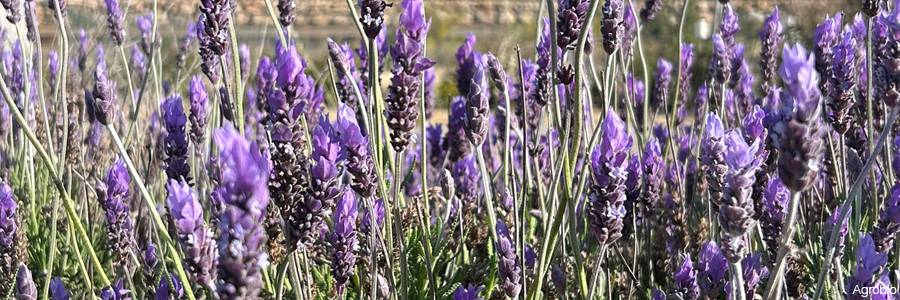 Control conservativo contra el pulgon en fresa