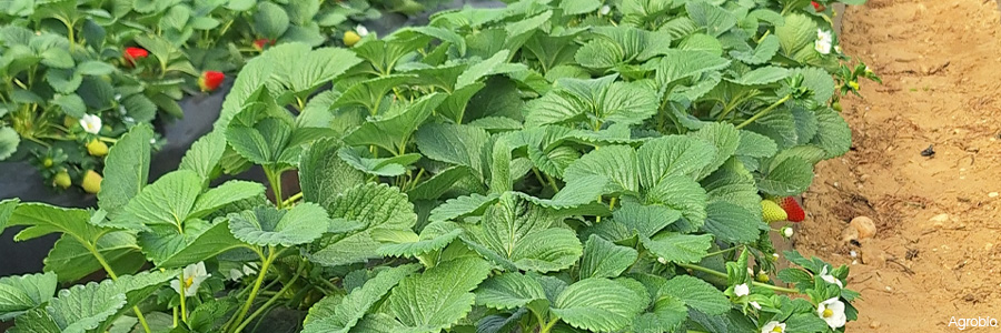 Control del pulgon en fresa Control del pulgon en fresa