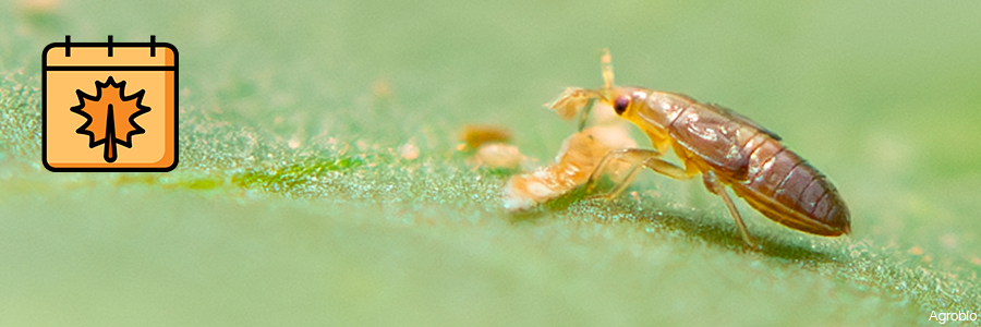 Agrobio refuerza el control biológico en otono
