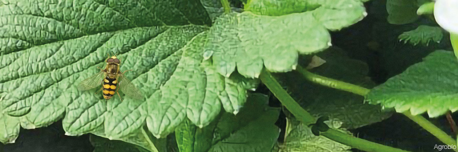 Control biológico del pulgon en fresa