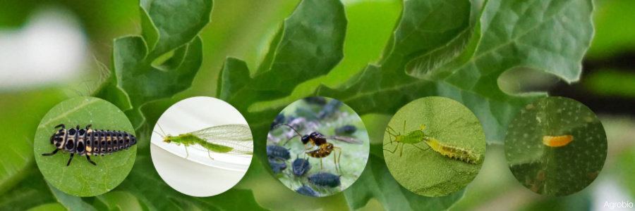 Insectos contra pulgon en melon y sandia