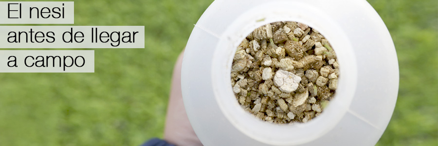 Nesidiocoris tenuis. La suelta en semillero ‘Paso a Paso’ I