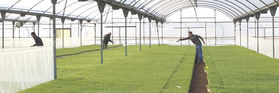 Biological control with Nesidiocoris tenuis on tomato and eggplant