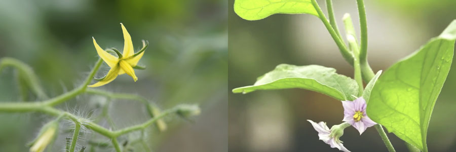 Biological control with Nesidiocoris tenuis on tomato and eggplant