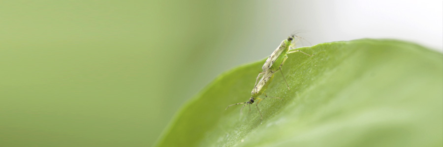 An army of beneficial insects in each plant