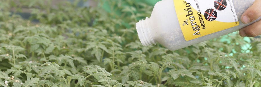 La dosis de Nesidiocoris en semillero por planta