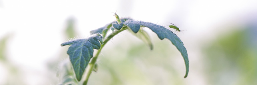 The key of the nursery release