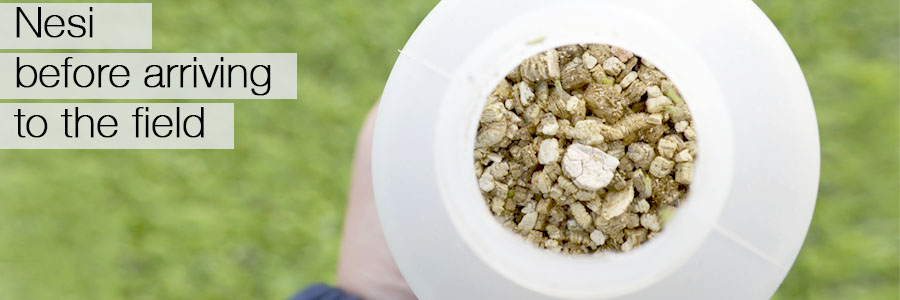 Nesidiocoris tenuis. La suelta en semillero ‘Paso a Paso’ I