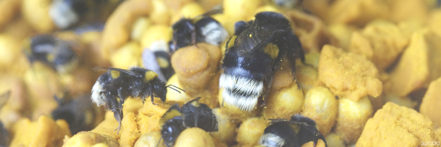 Los abejorros dentro de la colmena