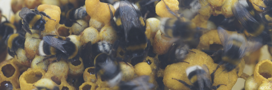 Los abejorros agitan sus alas hasta refrigerar el interior de la colmena