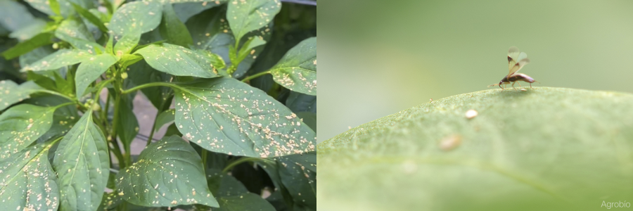 Agrobío controla a tiempo Thrips parvispinus