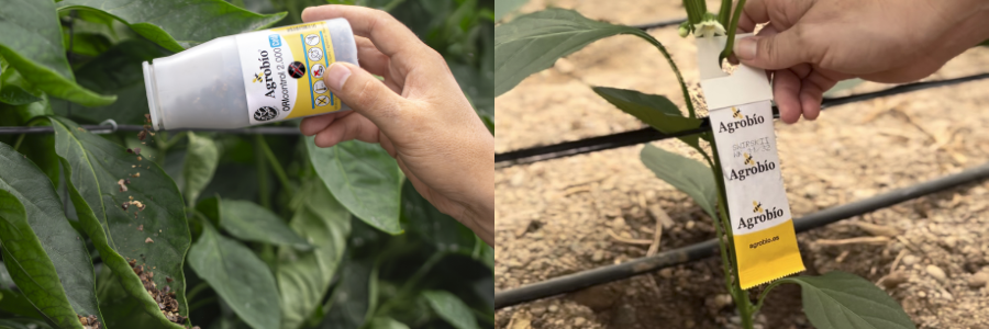 Contra Thrips parvispinus, Orius, alimento y swirskii