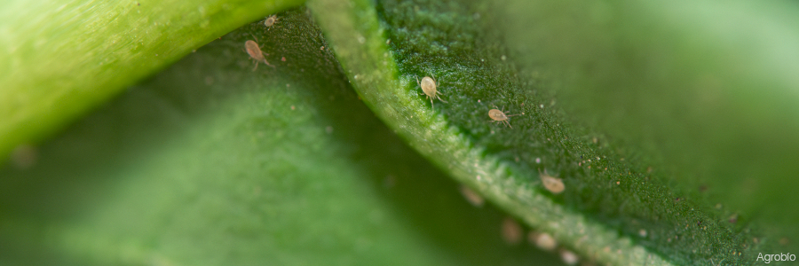 Agrobio es pionera en el ácaro montdorensis