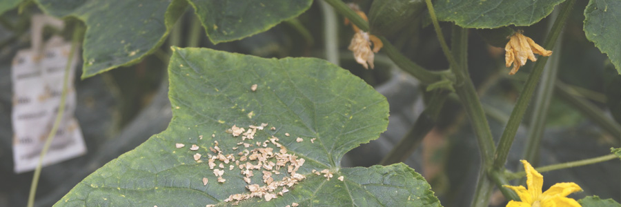 Agrobío mejora el control biológico en pepino gracias a la alimentación del A. swirskii