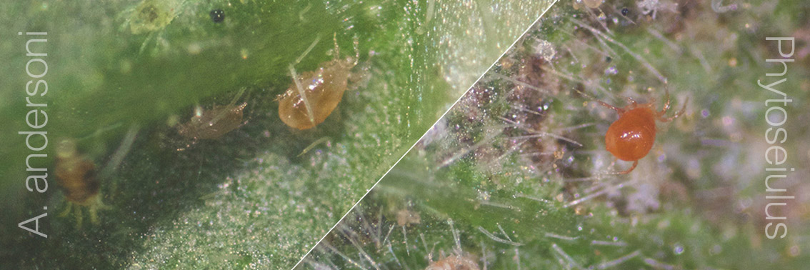 Agrobío: Amblyseius andersoni prueba su eficacia contra la araña roja